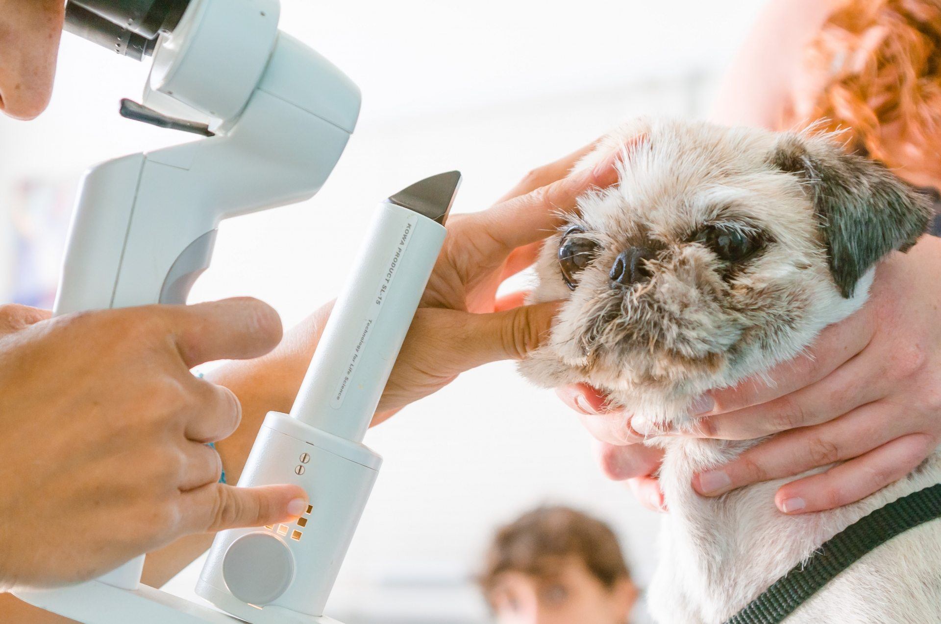 CVOL Clinica Veterinaria a Ostia Lido Roma - Visita oftalmologica (oculistica) per il piccolo paziente canino!