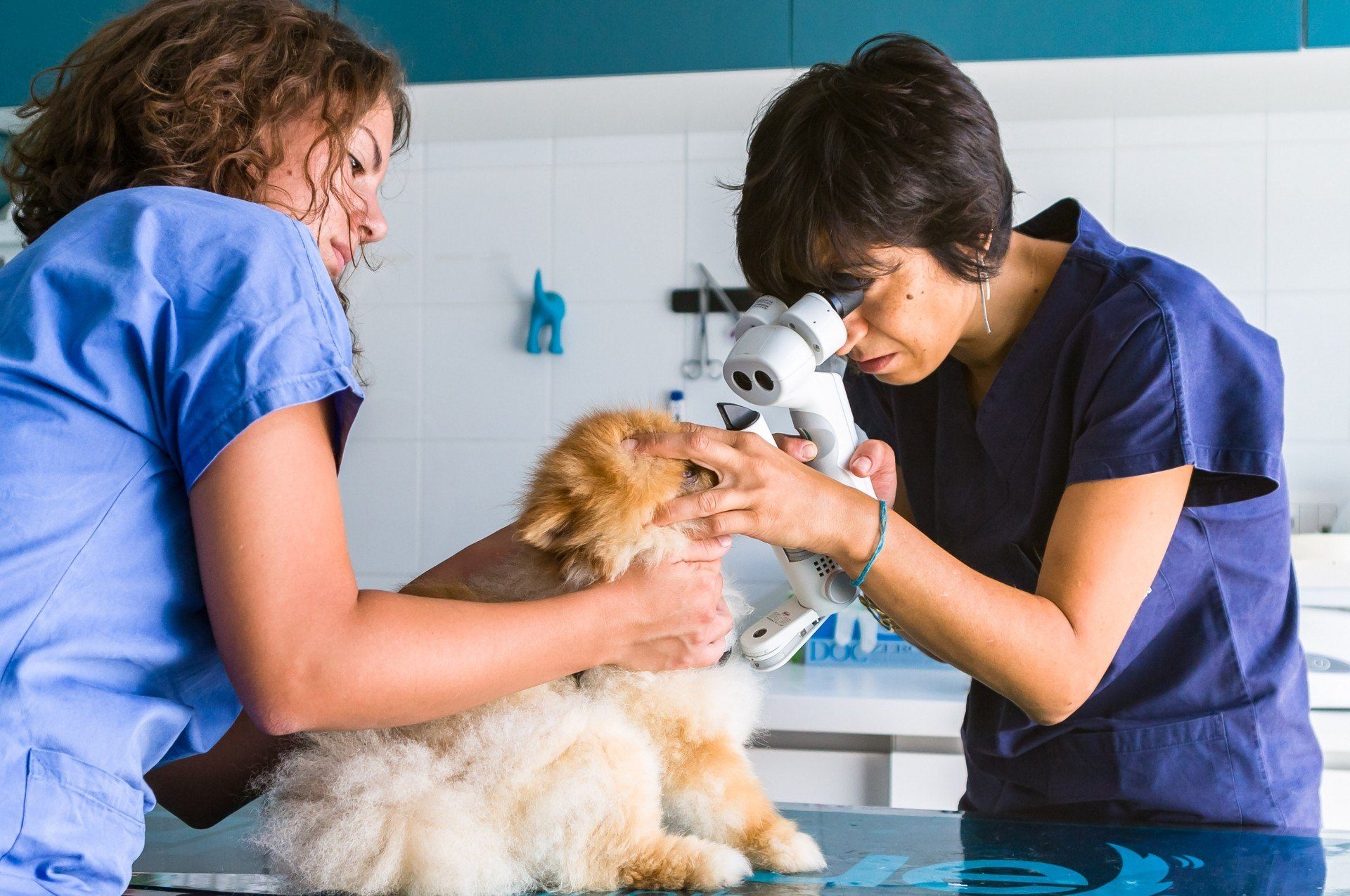 CVOL Clinica Veterinaria a Ostia Lido Roma,cane, gatto, animali