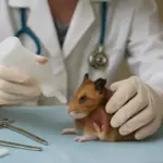 Cura delle ferite nei piccoli roditori: il protocollo veterinario che accelera la cicatrizzazione