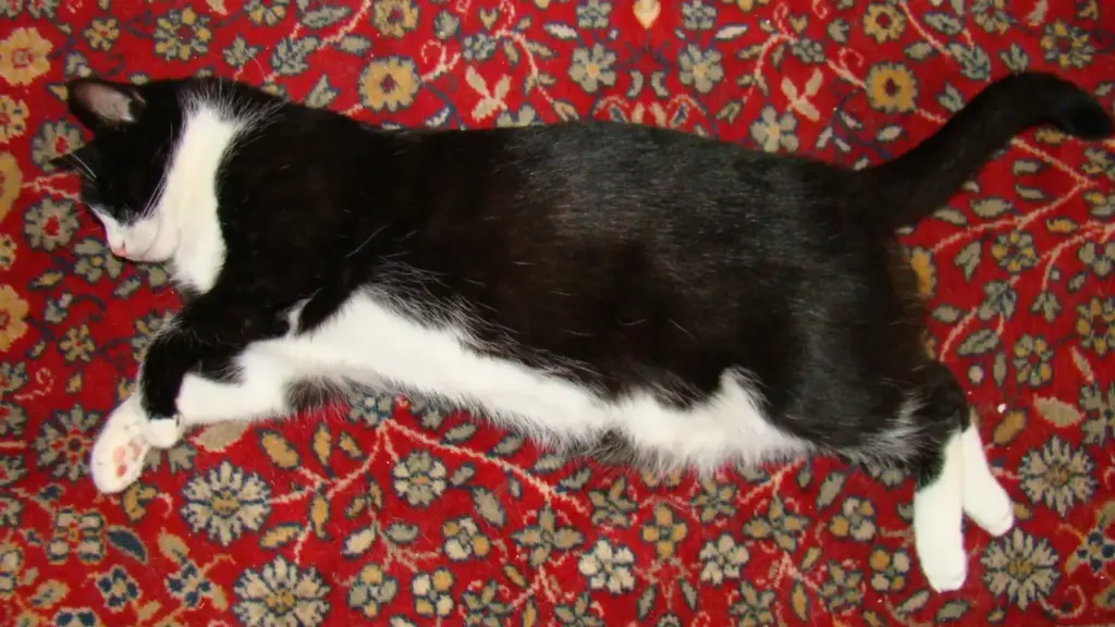 Il gatto ti sveglia sempre alla stessa ora: cosa osservare nella sua routine prima di cambiarla