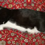 Il gatto ti sveglia sempre alla stessa ora: cosa osservare nella sua routine prima di cambiarla