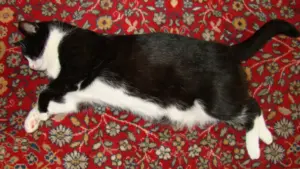 Il gatto ti sveglia sempre alla stessa ora: cosa osservare nella sua routine prima di cambiarla
