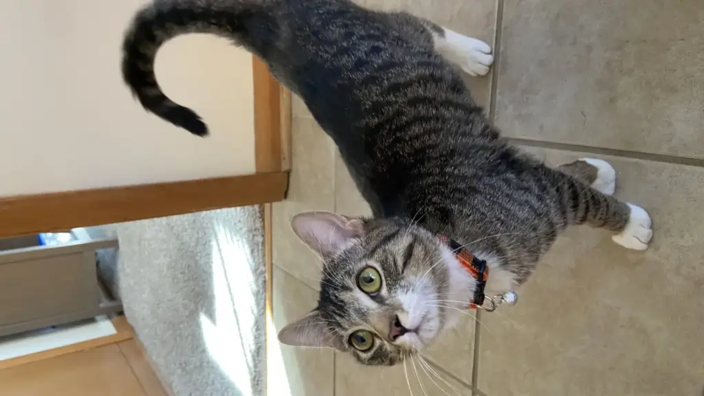 Gatto che corre per casa sempre alla stessa ora: cosa può dirti la sua routine quotidiana