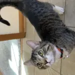 Gatto che corre per casa sempre alla stessa ora: cosa può dirti la sua routine quotidiana