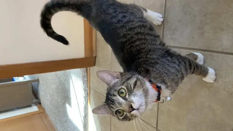Gatto che corre per casa sempre alla stessa ora: cosa può dirti la sua routine quotidiana