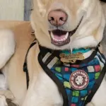 Cane che ti segue in ogni stanza: quando osservare il contesto prima di chiamarlo “ansia”