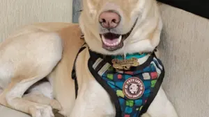 Cane che ti segue in ogni stanza: quando osservare il contesto prima di chiamarlo “ansia”
