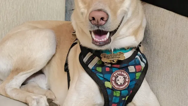 Cane che ti segue in ogni stanza: quando osservare il contesto prima di chiamarlo “ansia”