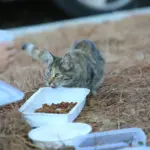 Ciotola spostata e gatto che mangia meno: perché posizione e ambiente possono cambiare il comportamento