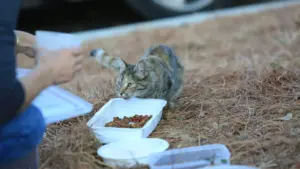 Ciotola spostata e gatto che mangia meno: perché posizione e ambiente possono cambiare il comportamento