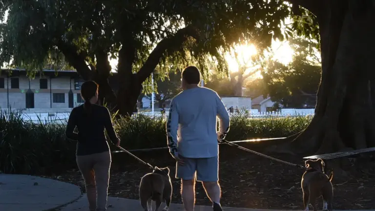 Cane che si agita prima della passeggiata: come rendere più prevedibile il rituale di uscita