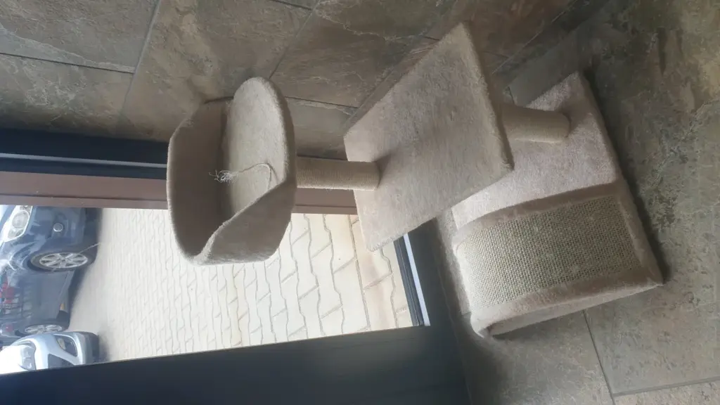 Gatto che graffia il divano anche con il tiragraffi: cosa controllare su posizione, altezza e stabilità