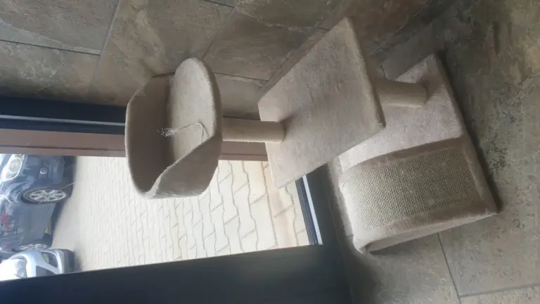 Gatto che graffia il divano anche con il tiragraffi: cosa controllare su posizione, altezza e stabilità