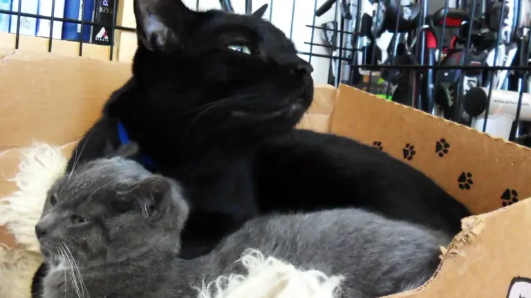Due gatti nella stessa casa: perché moltiplicare le risorse può ridurre la competizione quotidiana
