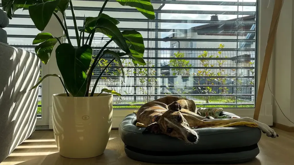 Cane che dorme vicino alla porta: cosa osservare prima di interpretare quel posto come una preferenza assoluta