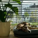 Cane che dorme vicino alla porta: cosa osservare prima di interpretare quel posto come una preferenza assoluta