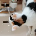 Gatto che beve da rubinetti e bicchieri: come rendere l’acqua più interessante senza forzarlo