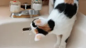 Gatto che beve da rubinetti e bicchieri: come rendere l’acqua più interessante senza forzarlo
