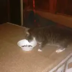 Cambiare orario dei pasti: perché cani e gatti possono reagire più alla routine che al cibo