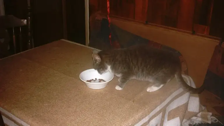 Cambiare orario dei pasti: perché cani e gatti possono reagire più alla routine che al cibo