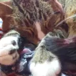 Gatto che cambia posto per dormire ogni pochi giorni: cosa osservare tra temperatura, rumori e routine