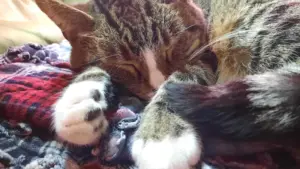 Gatto che cambia posto per dormire ogni pochi giorni: cosa osservare tra temperatura, rumori e routine
