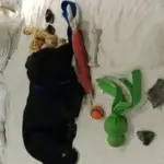 Cane che porta sempre lo stesso gioco quando rientri: perché il contesto conta più di una sola interpretazione