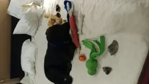 Cane che porta sempre lo stesso gioco quando rientri: perché il contesto conta più di una sola interpretazione