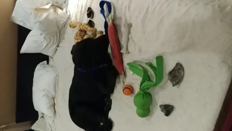 Cane che porta sempre lo stesso gioco quando rientri: perché il contesto conta più di una sola interpretazione