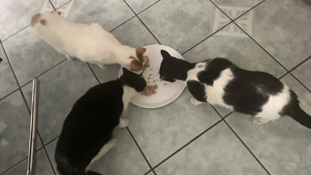 Ciotole vicine tra loro: quando la disposizione può creare tensione in una casa con più animali