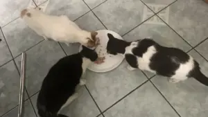 Ciotole vicine tra loro: quando la disposizione può creare tensione in una casa con più animali