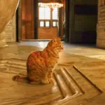 Gatto che si ferma sulla soglia di una stanza: cosa può cambiare nell’ambiente prima ancora del comportamento