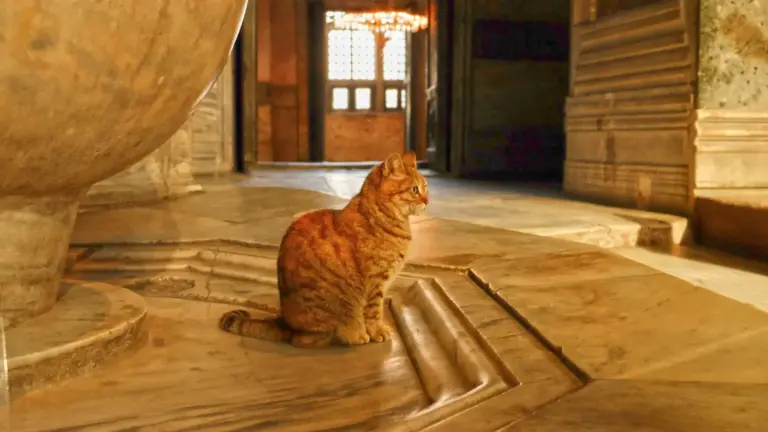 Gatto che si ferma sulla soglia di una stanza: cosa può cambiare nell’ambiente prima ancora del comportamento