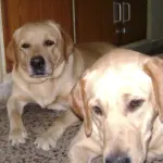 Due cani e una sola zona riposo: cosa osservare se iniziano a contendersi sempre lo stesso posto