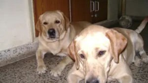 Due cani e una sola zona riposo: cosa osservare se iniziano a contendersi sempre lo stesso posto
