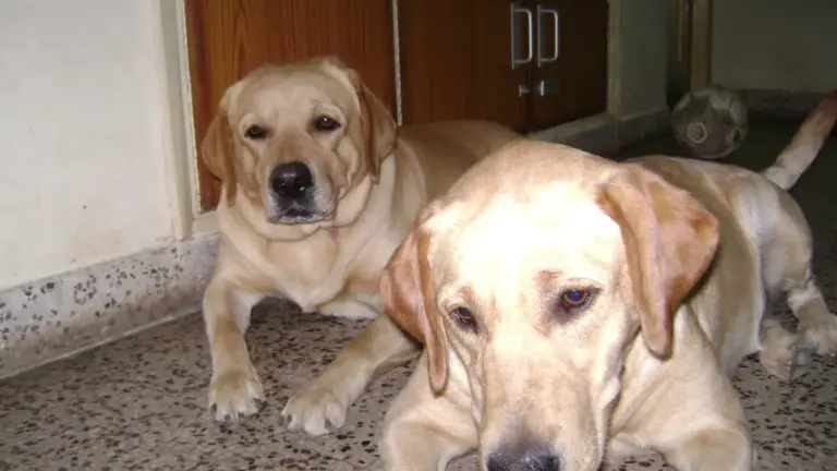Due cani e una sola zona riposo: cosa osservare se iniziano a contendersi sempre lo stesso posto