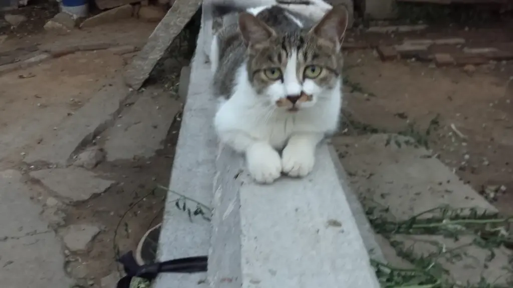 Gatto che preferisce osservare la stanza dall’alto: perché mensole e punti rialzati possono cambiare il modo in cui usa lo spazio