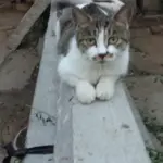 Gatto che preferisce osservare la stanza dall’alto: perché mensole e punti rialzati possono cambiare il modo in cui usa lo spazio