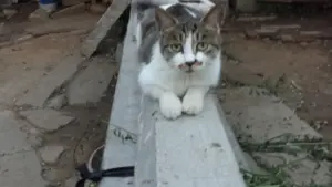 Gatto che preferisce osservare la stanza dall’alto: perché mensole e punti rialzati possono cambiare il modo in cui usa lo spazio