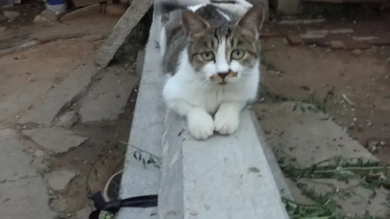 Gatto che preferisce osservare la stanza dall’alto: perché mensole e punti rialzati possono cambiare il modo in cui usa lo spazio