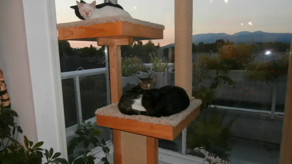 Gatto in una casa con più animali: separare acqua, riposo e lettiera può contare più che avere tutto nello stesso angolo