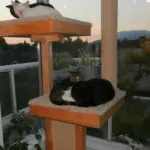 Gatto in una casa con più animali: separare acqua, riposo e lettiera può contare più che avere tutto nello stesso angolo