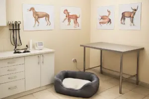 Prurito nei cani e segnali di allarme: quando consultare il veterinario per la prevenzione