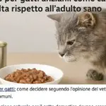 Gatto che mangia e poi si allontana subito dalla ciotola: prima di interpretarlo, guarda cosa succede intorno durante il pasto