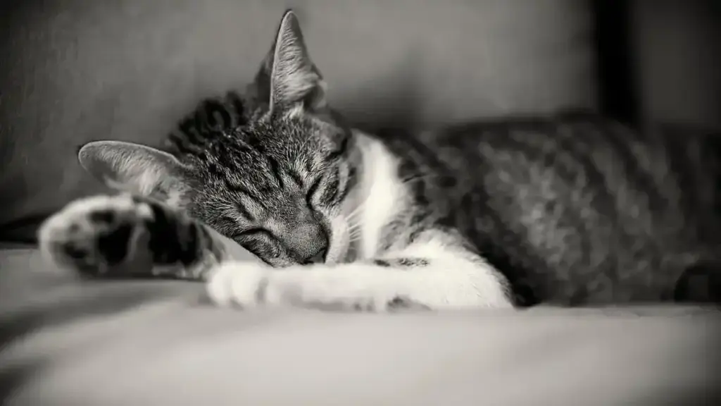 Gatto che cambia continuamente posto per dormire: quali aspetti dell’ambiente osservare