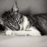 Gatto che cambia continuamente posto per dormire: quali aspetti dell’ambiente osservare