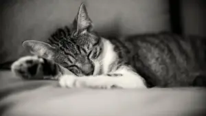 Gatto che cambia continuamente posto per dormire: quali aspetti dell’ambiente osservare