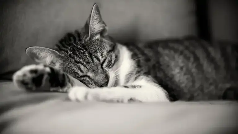 Gatto che cambia continuamente posto per dormire: quali aspetti dell’ambiente osservare